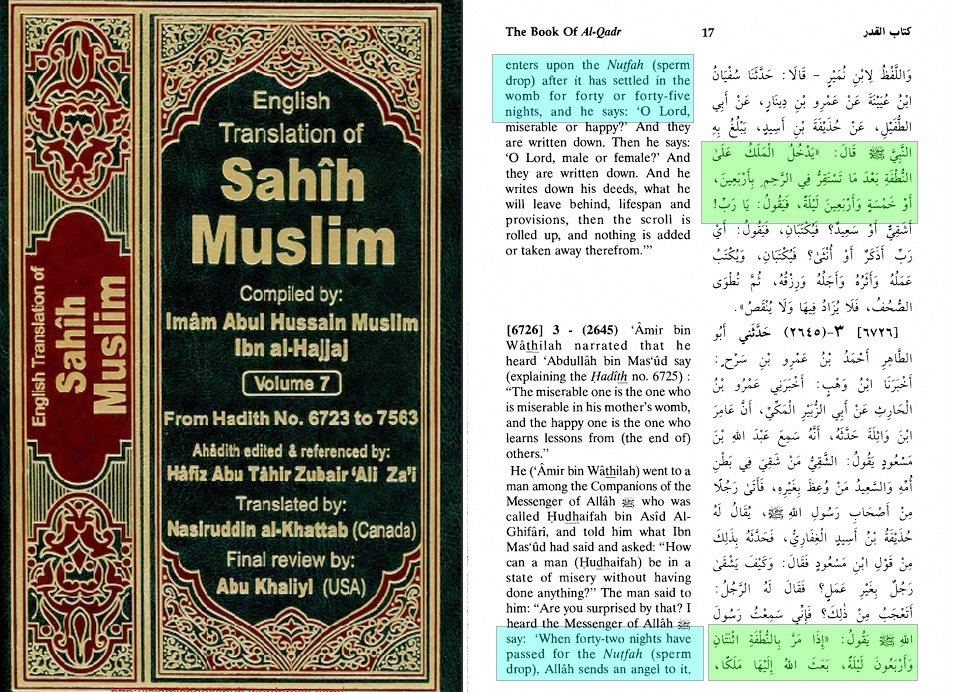 Photograph of the English translation of Sahih Muslim, Volume 7, hadith 6726/2645, with two passages highlighted: 'enters upon the Nutfah (sperm drop) after it has settled in the womb for forty or forty-five nights' and 'When forty-two nights have passed for the Nutfah (sperm drop), Allah sends an angel to it.'